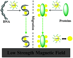 Graphical abstract: Magnetic controlling of migration of DNA and proteins using one-step modified gold nanoparticles