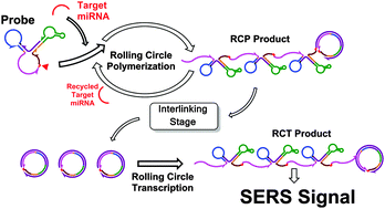 Graphical abstract: Detecting miRNA by producing RNA: a sensitive assay that combines rolling-circle DNA polymerization and rolling circle transcription