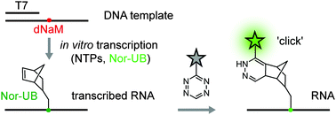 Graphical abstract: Site-specific enzymatic introduction of a norbornene modified unnatural base into RNA and application in post-transcriptional labeling