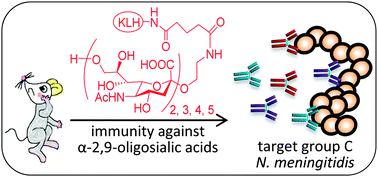 Graphical abstract: Synthesis and immunological study of α-2,9-oligosialic acid conjugates as anti-group C meningitis vaccines