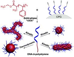 Graphical abstract: Facile synthesis of nucleic acid–polymer amphiphiles and their self-assembly