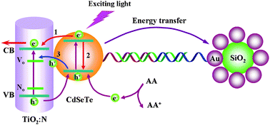 Graphical abstract: Enhanced photoelectrochemical aptasensing platform based on exciton energy transfer between CdSeTe alloyed quantum dots and SiO2@Au nanocomposites