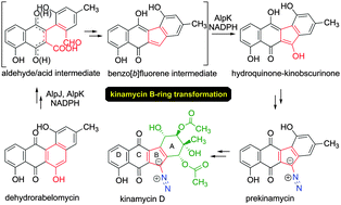 Graphical abstract: Kinamycin biosynthesis employs a conserved pair of oxidases for B-ring contraction