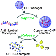 Graphical abstract: Affinity-mediated capture and release of amphiphilic copolymers for controlling antimicrobial activity