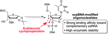 Graphical abstract: Synthesis and properties of 2′-O,4′-C-spirocyclopropylene bridged nucleic acid (scpBNA), an analogue of 2′,4′-BNA/LNA bearing a cyclopropane ring