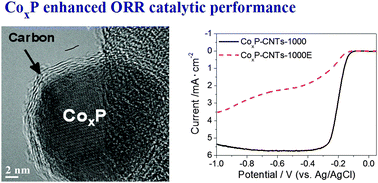 Graphical abstract: Efficient oxygen reduction catalysts formed of cobalt phosphide nanoparticle decorated heteroatom-doped mesoporous carbon nanotubes