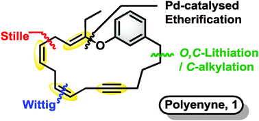 Graphical abstract: Macrocyclic polyenynes: a stereoselective route to vinyl-ether-containing skipped diene systems