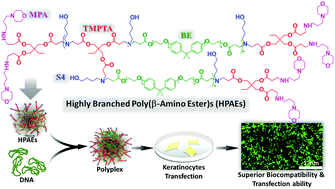 Graphical abstract: Tailoring highly branched poly(β-amino ester)s: a synthetic platform for epidermal gene therapy