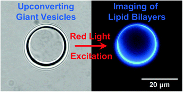 Graphical abstract: Imaging the lipid bilayer of giant unilamellar vesicles using red-to-blue light upconversion