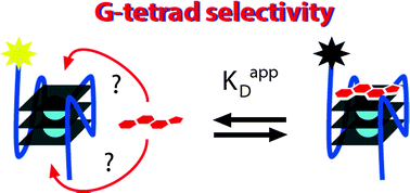 Graphical abstract: G-quadruplex ligands exhibit differential G-tetrad selectivity