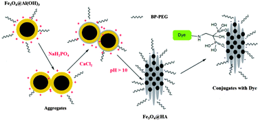 Graphical abstract: Al(OH)3 facilitated synthesis of water-soluble, magnetic, radiolabelled and fluorescent hydroxyapatite nanoparticles