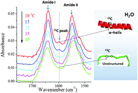 Graphical abstract: The 13C amide I band is still sensitive to conformation change when the regular amide I band cannot be distinguished at the typical position in H2O