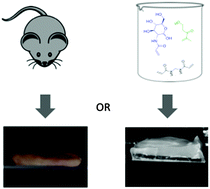 Graphical abstract: Novel glycopolymer hydrogels as mucosa-mimetic materials to reduce animal testing