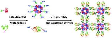 Graphical abstract: Construction of a reusable multi-enzyme supramolecular device via disulfide bond locking