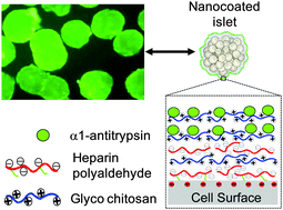 Graphical abstract: Assembly of bioactive multilayered nanocoatings on pancreatic islet cells: incorporation of α1-antitrypsin into the coatings