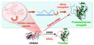 Graphical abstract: Conjugation of polymers to proteins through an inhibitor-derived peptide: taking up the inhibitor “berth”