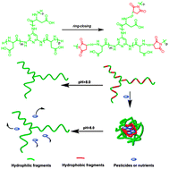 Graphical abstract: Synthesis of amphiphilic polysuccinimide star copolymers for responsive delivery in plants