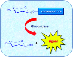 Graphical abstract: Recent advances in the development of synthetic chemical probes for glycosidase enzymes