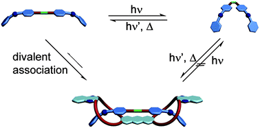 Graphical abstract: Gating the photochromism of an azobenzene by strong host–guest interactions in a divalent pseudo[2]rotaxane