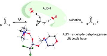 Graphical abstract: Mimicking the active site of aldehyde dehydrogenases: stabilization of carbonyl hydrates through hydrogen bonds