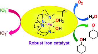 Graphical abstract: Catalytic oxidation of water and alcohols by a robust iron(iii) complex bearing a cross-bridged cyclam ligand