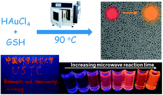 Graphical abstract: A microwave-facilitated rapid synthesis of gold nanoclusters with tunable optical properties for sensing ions and fluorescent ink