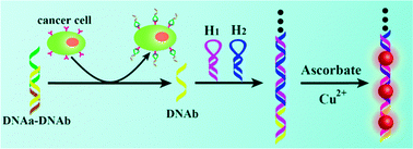 Graphical abstract: Hybridization chain reaction engineered dsDNA for Cu metallization: an enzyme-free platform for amplified detection of cancer cells and microRNAs