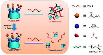 Graphical abstract: Cyclodextrin-based switchable DNA condenser