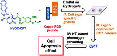 Graphical abstract: Controlled proliferation and screening of mammalian cells on a hydrogel-functionalized small molecule microarray