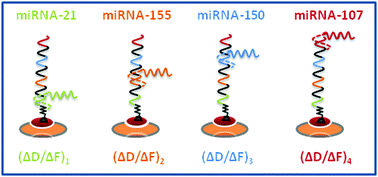 Graphical abstract: The detection of multiple DNA targets with a single probe using a conformation-sensitive acoustic sensor