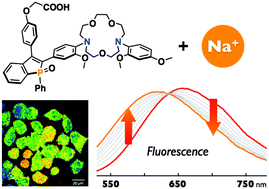 Graphical abstract: A red-emitting ratiometric fluorescent probe based on a benzophosphole P-oxide scaffold for the detection of intracellular sodium ions