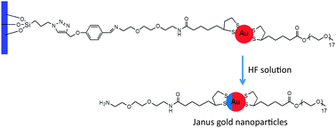 Graphical abstract: An imine-based approach to prepare amine-functionalized Janus gold nanoparticles