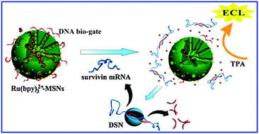 Graphical abstract: Integration of DNA bio-gates and duplex-specific nuclease signal amplification: towards electrochemiluminescence detection of survivin mRNA