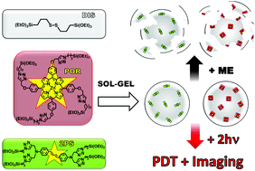 Graphical abstract: Synthesis of disulfide-based biodegradable bridged silsesquioxane nanoparticles for two-photon imaging and therapy of cancer cells