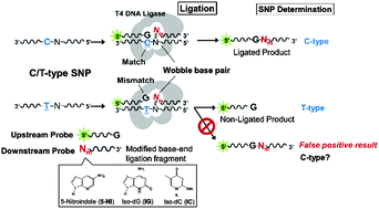 Graphical abstract: Highly-efficient T4 DNA ligase-based SNP analysis using a ligation fragment containing a modified nucleobase at the end