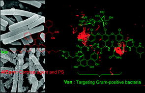 Graphical abstract: A light-up probe with aggregation-induced emission characteristics (AIE) for selective imaging, naked-eye detection and photodynamic killing of Gram-positive bacteria