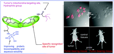 Graphical abstract: A near-infrared multifunctional fluorescent probe with an inherent tumor-targeting property for bioimaging