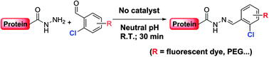 Graphical abstract: Fast and catalyst-free hydrazone ligation via ortho-halo-substituted benzaldehydes for protein C-terminal labeling at neutral pH