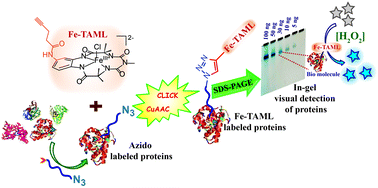 Graphical abstract: A molecular Fe-complex as a catalyst probe for in-gel visual detection of proteins via signal amplification