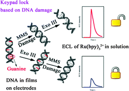 Graphical abstract: Biomacromolecular logic gate, encoder/decoder and keypad lock based on DNA damage with electrochemiluminescence and electrochemical signals as outputs