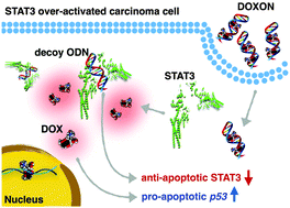 Graphical abstract: A selective decoy–doxorubicin complex for targeted co-delivery, STAT3 probing and synergistic anti-cancer effect