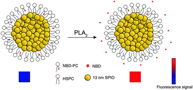 Graphical abstract: PLA2-responsive and SPIO-loaded phospholipid micelles