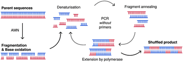 Graphical abstract: Protein engineering with artificial chemical nucleases