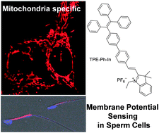 Graphical abstract: A red emitting mitochondria-targeted AIE probe as an indicator for membrane potential and mouse sperm activity