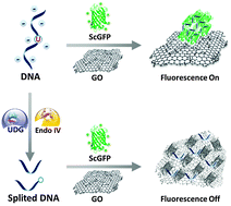 Graphical abstract: DNA-mediated supercharged fluorescent protein/graphene oxide interaction for label-free fluorescence assay of base excision repair enzyme activity