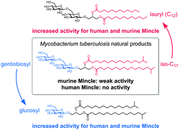 Graphical abstract: Mycobacterium tuberculosis β-gentiobiosyl diacylglycerides signal through the pattern recognition receptor Mincle: total synthesis and structure activity relationships