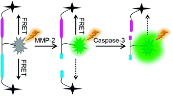 Graphical abstract: A dual-FRET-based fluorescence probe for the sequential detection of MMP-2 and caspase-3