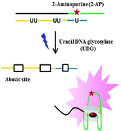Graphical abstract: A fluorescent G-quadruplex probe for the assay of base excision repair enzyme activity