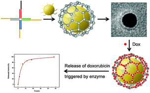Graphical abstract: DNA-caged gold nanoparticles for controlled release of doxorubicin triggered by a DNA enzyme and pH