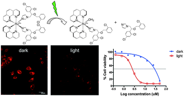 Graphical abstract: A luminescent ruthenium(ii) complex for light-triggered drug release and live cell imaging